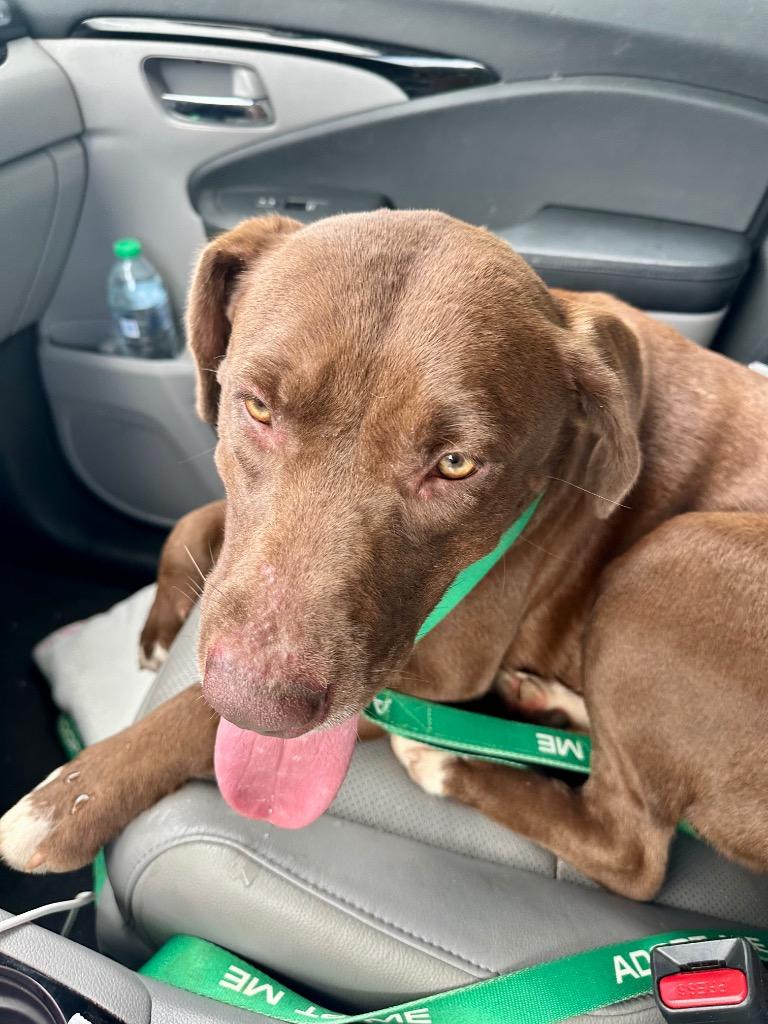 Enlarge Thumper 25, a Adoptable mixed breed in Brookhaven, MS image 5/5