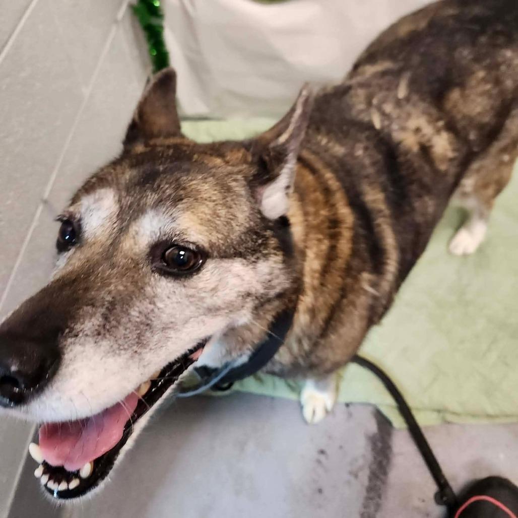 Enlarge Fancy, a Adoptable Mixed Breed in Beckley, WV image 1/1