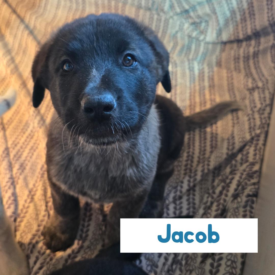 Enlarge Jacob, an adoption pending mixed breed in Powell Butte, OR image 1/4