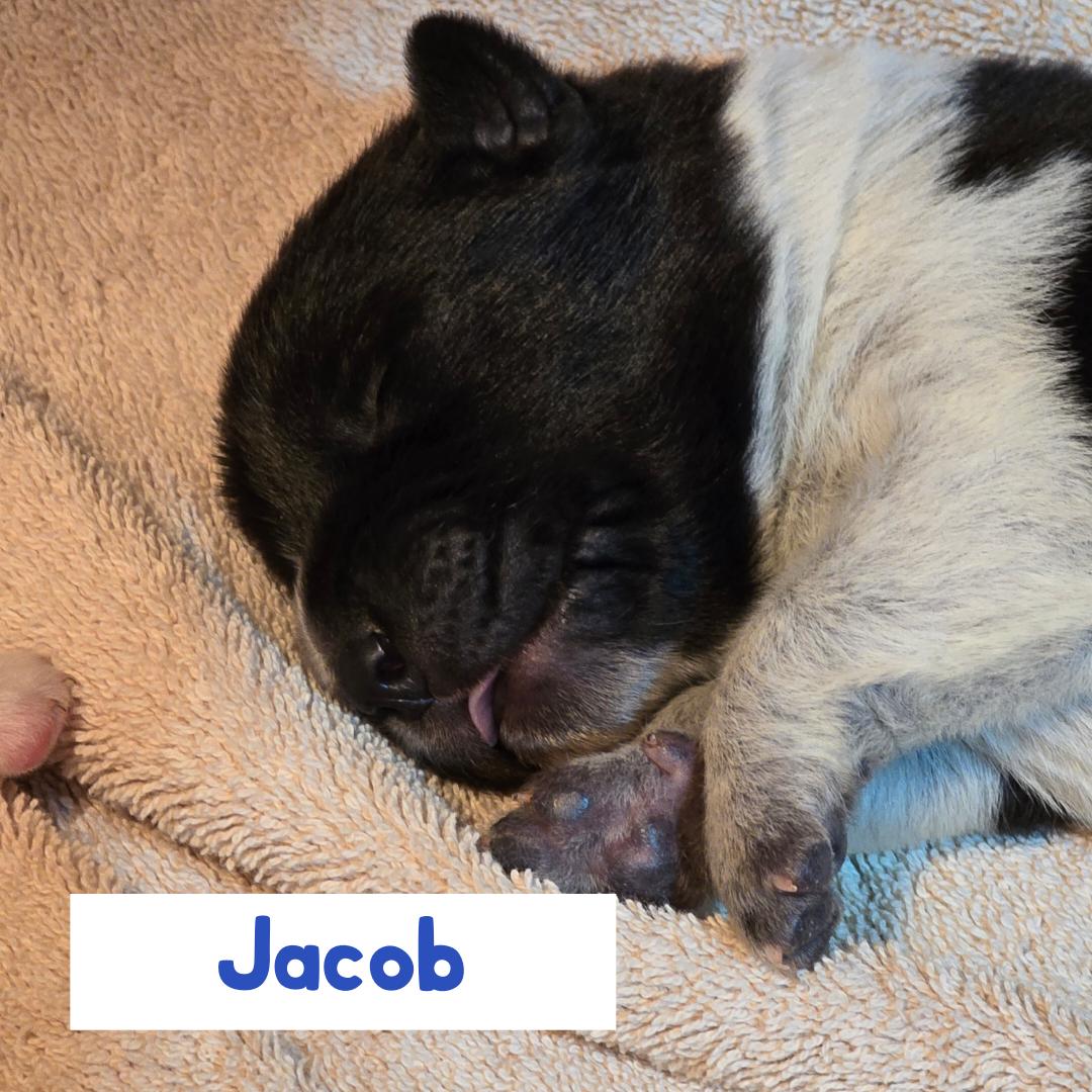 Enlarge Jacob, a ADOPTABLE mixed breed in Powell Butte, OR image 2/3