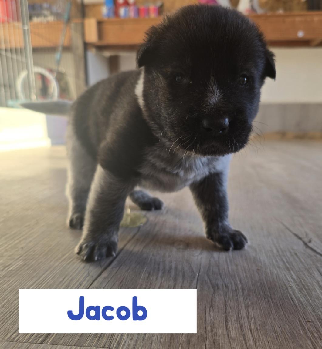 Enlarge Jacob, a ADOPTABLE mixed breed in Powell Butte, OR image 1/3
