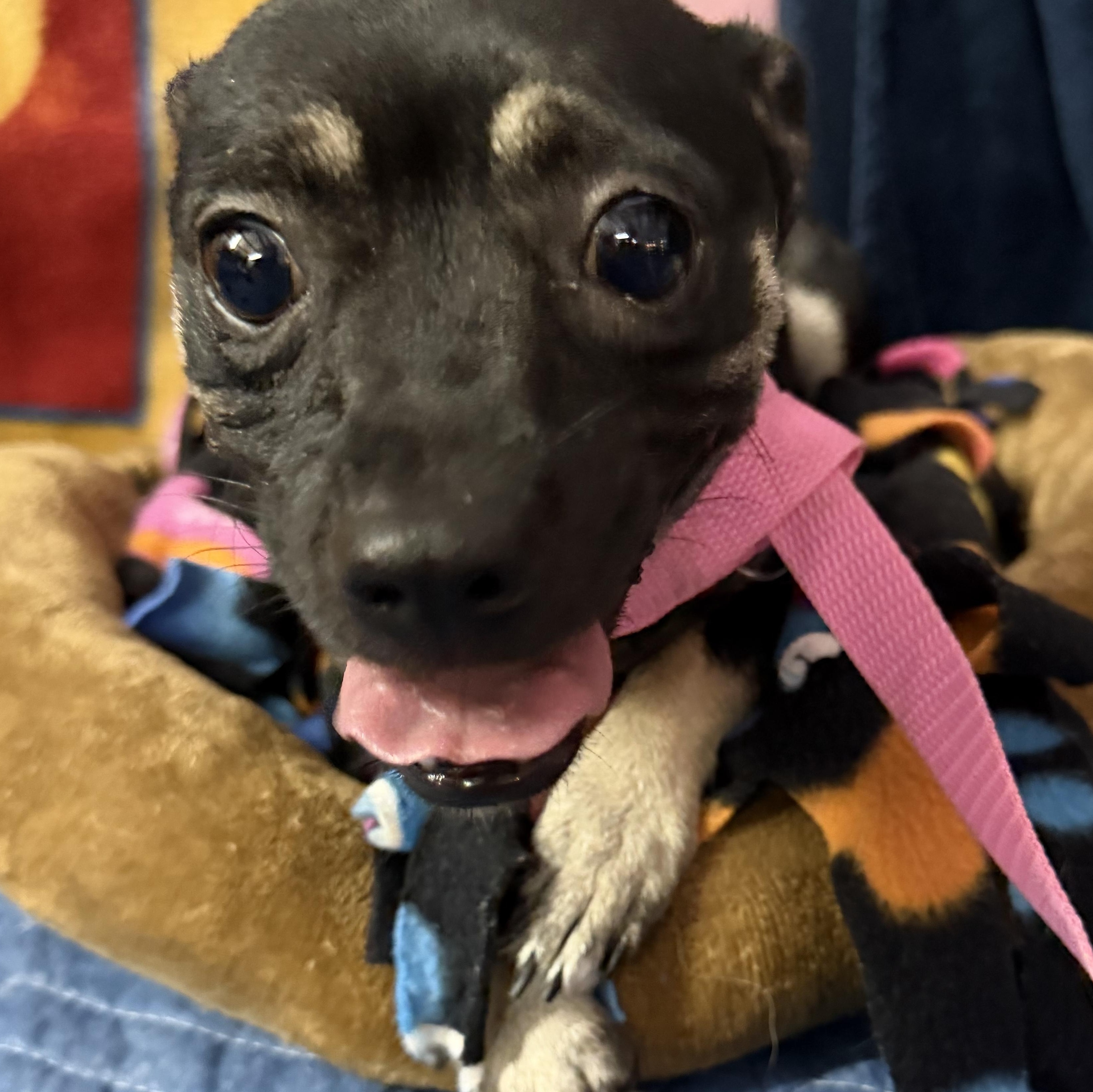 Enlarge Moca - 16 lbs, a Adopted Chihuahua in Muldrow, OK image 3/3