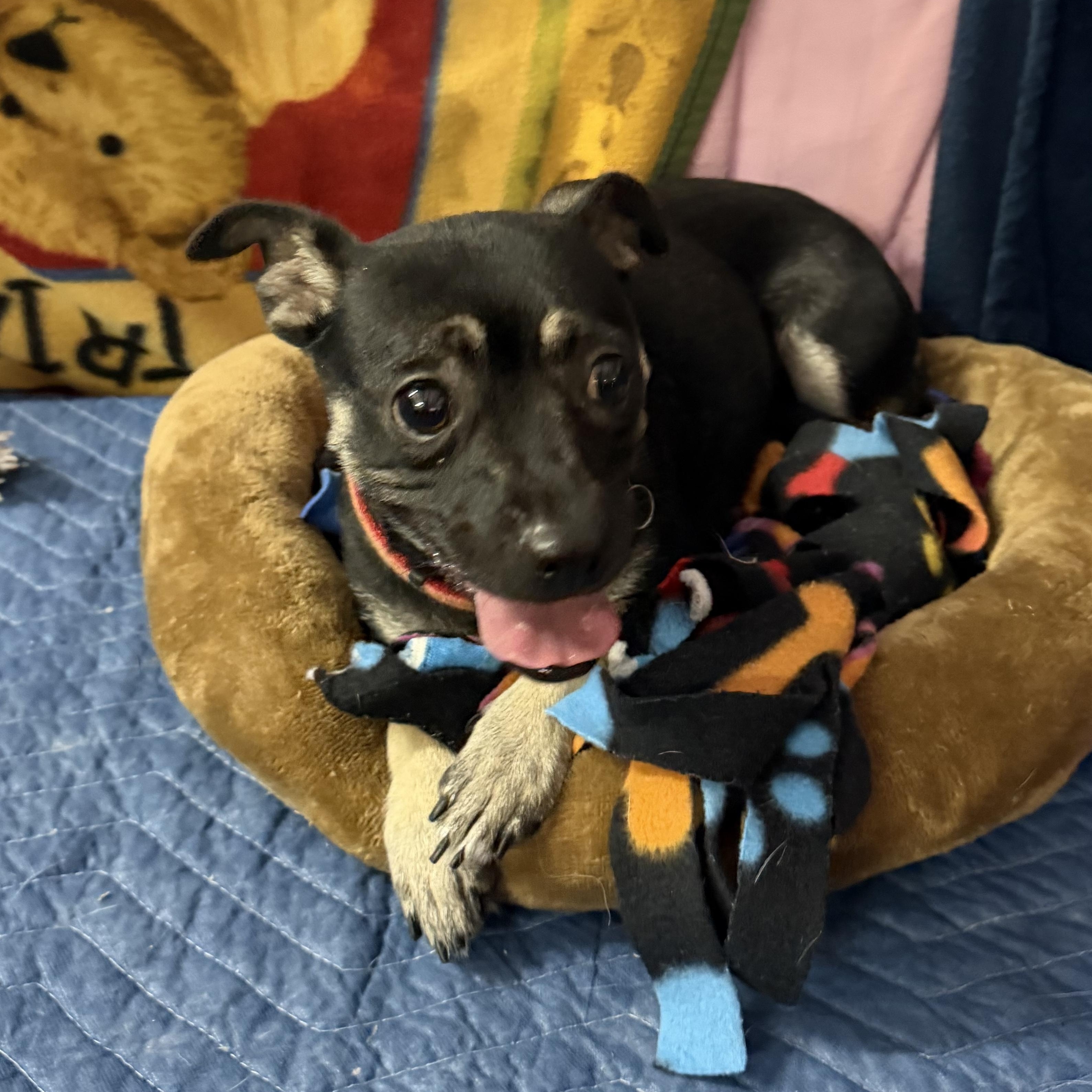 Enlarge Moca - 16 lbs, a Adopted Chihuahua in Muldrow, OK image 1/3