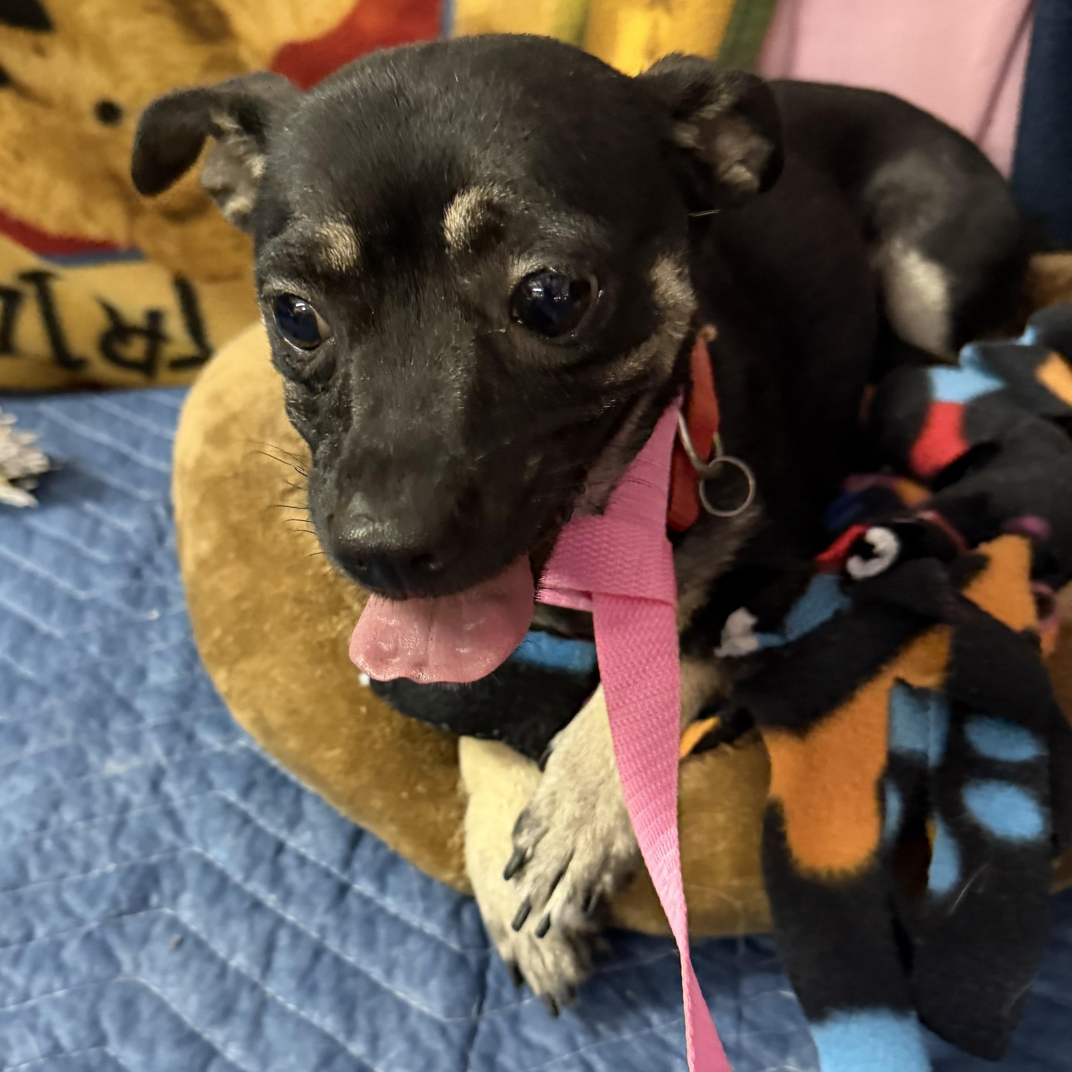 Enlarge Moca - 16 lbs, a Adopted Chihuahua in Muldrow, OK image 2/3