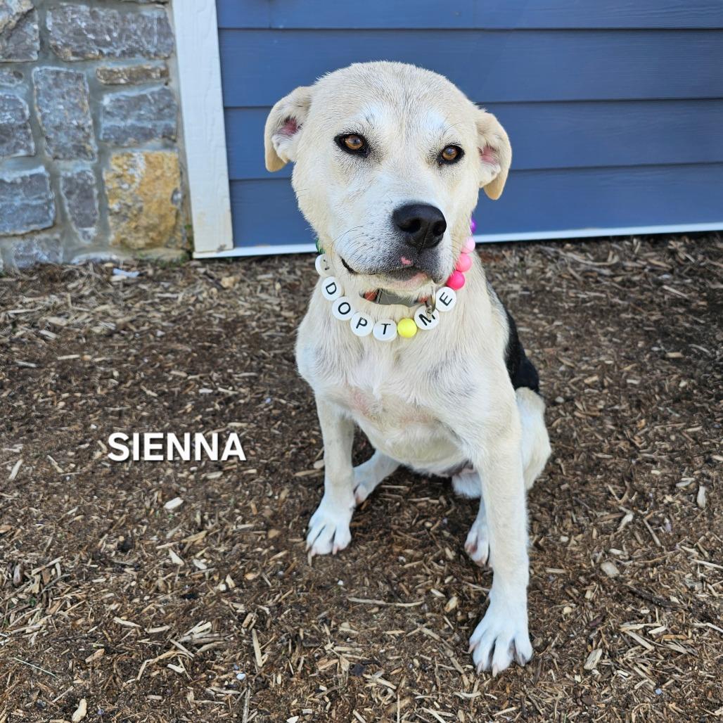 Sienna, Adoptable, Young Female Husky & Labrador Retriever.