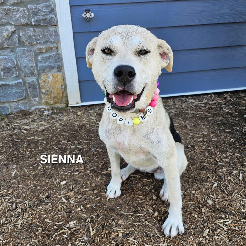 Enlarge Sienna, a Adoptable mixed breed in Madisonville, TN image 2/5