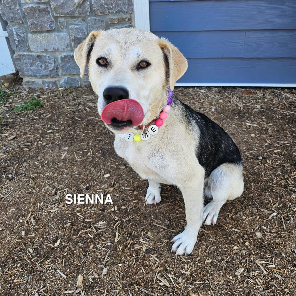 Enlarge Sienna, a Adoptable mixed breed in Madisonville, TN image 3/5