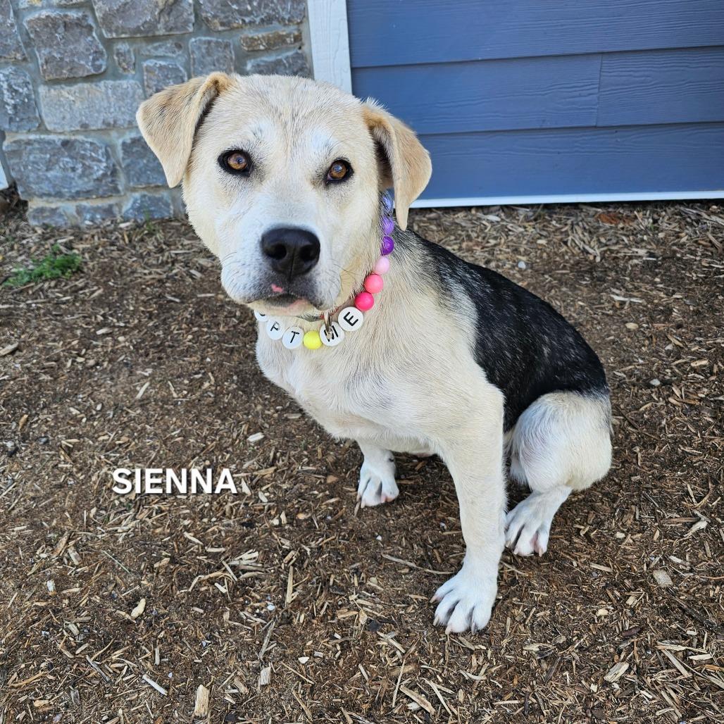 Enlarge Sienna, a Adoptable mixed breed in Madisonville, TN image 4/5