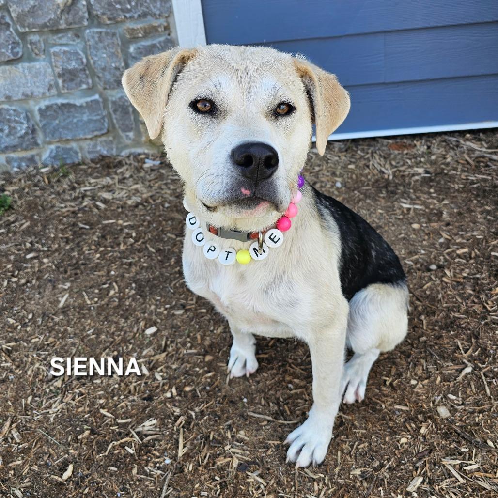 Enlarge Sienna, a Adoptable mixed breed in Madisonville, TN image 5/5