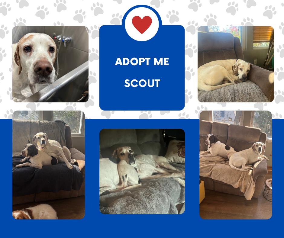 Enlarge Scout (NJ), a Adoptable English Pointer in Bridgeton, NJ image 1/1