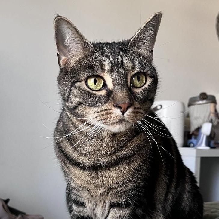 Enlarge Scarlett, a Adopted Domestic Short Hair in Winchester, VA image 1/1