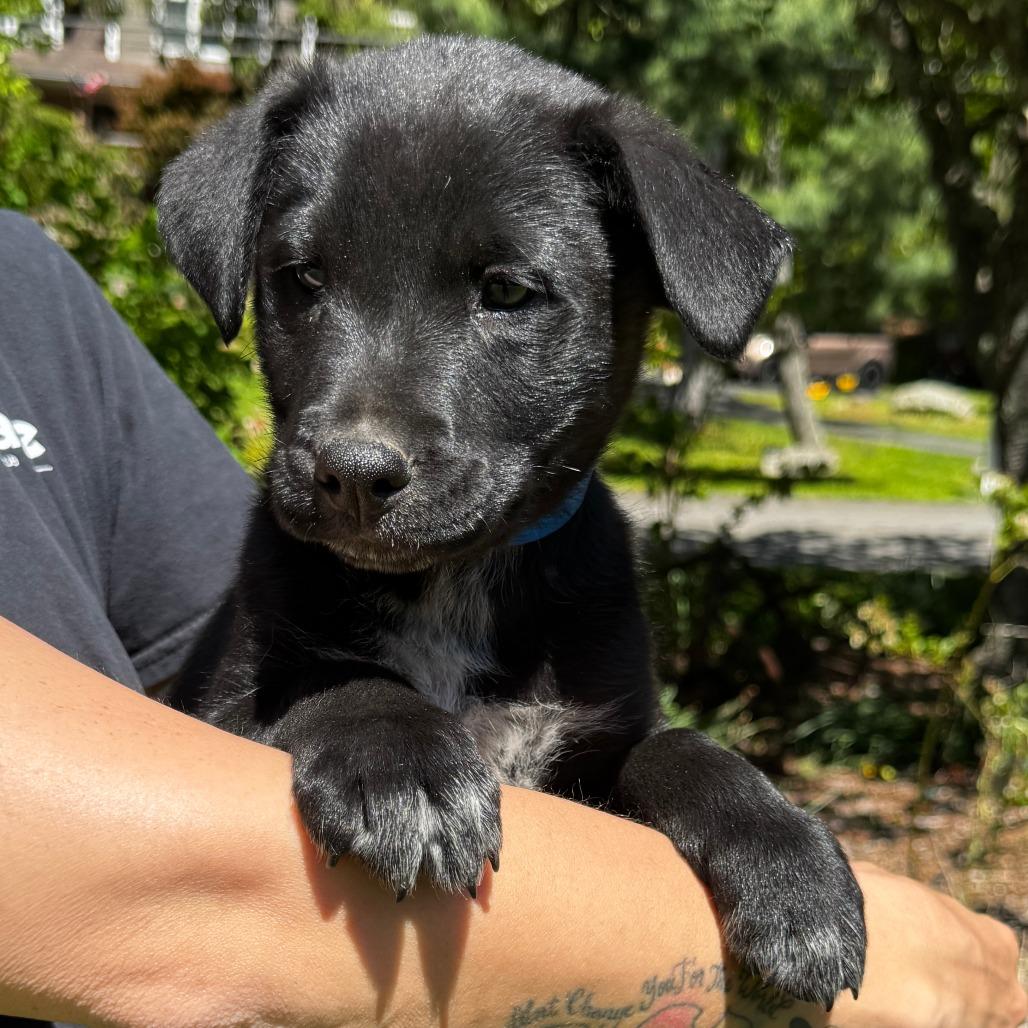 NY Pace (Foster in Stormville NY), Adoptable, Puppy Male Labrador Retriever & Australian Cattle Dog / Blue Heeler.