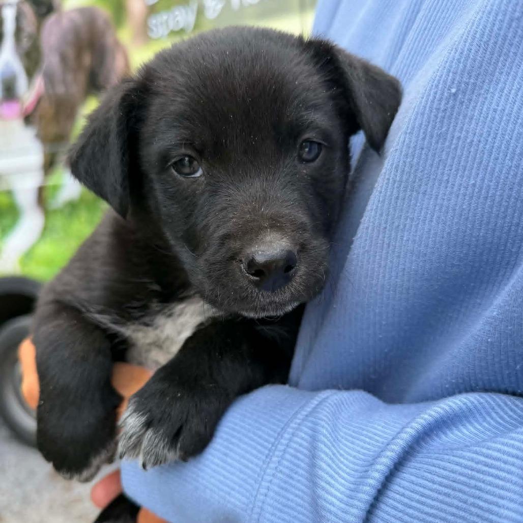 NY Pace (Foster in Stormville NY), a Adoptable mixed breed in Eastford, CT image 2/2