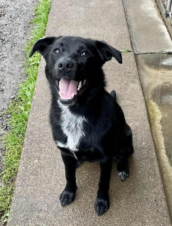 Zari, Adoptable, Young Female Labrador Retriever & Australian Cattle Dog / Blue Heeler.