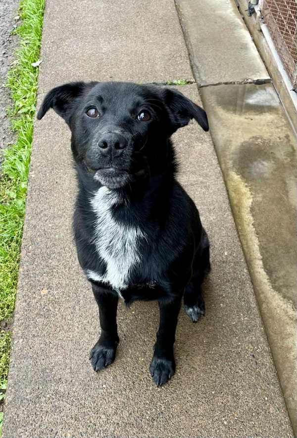 Zari, a Adoptable mixed breed in McMinnville, OR image 2/3