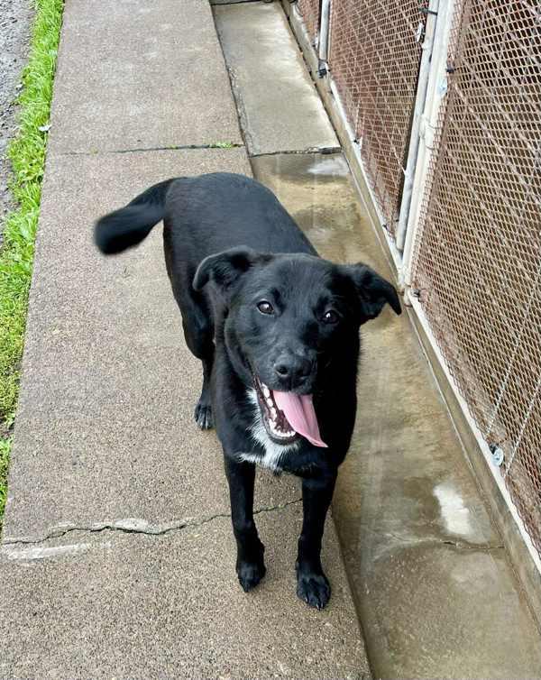 Zari, a Adoptable mixed breed in McMinnville, OR image 3/3