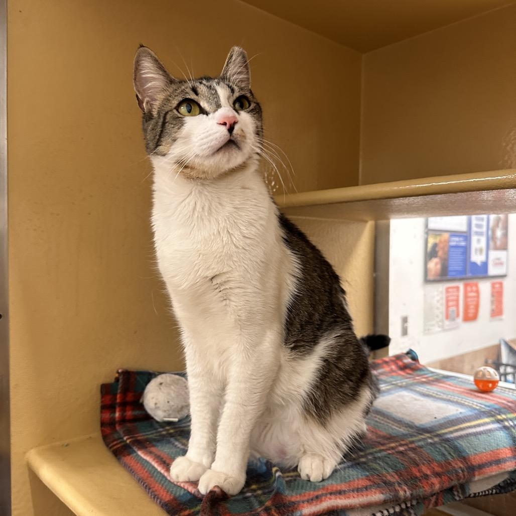 Xena, Adoptable, Adult Female Domestic Short Hair.