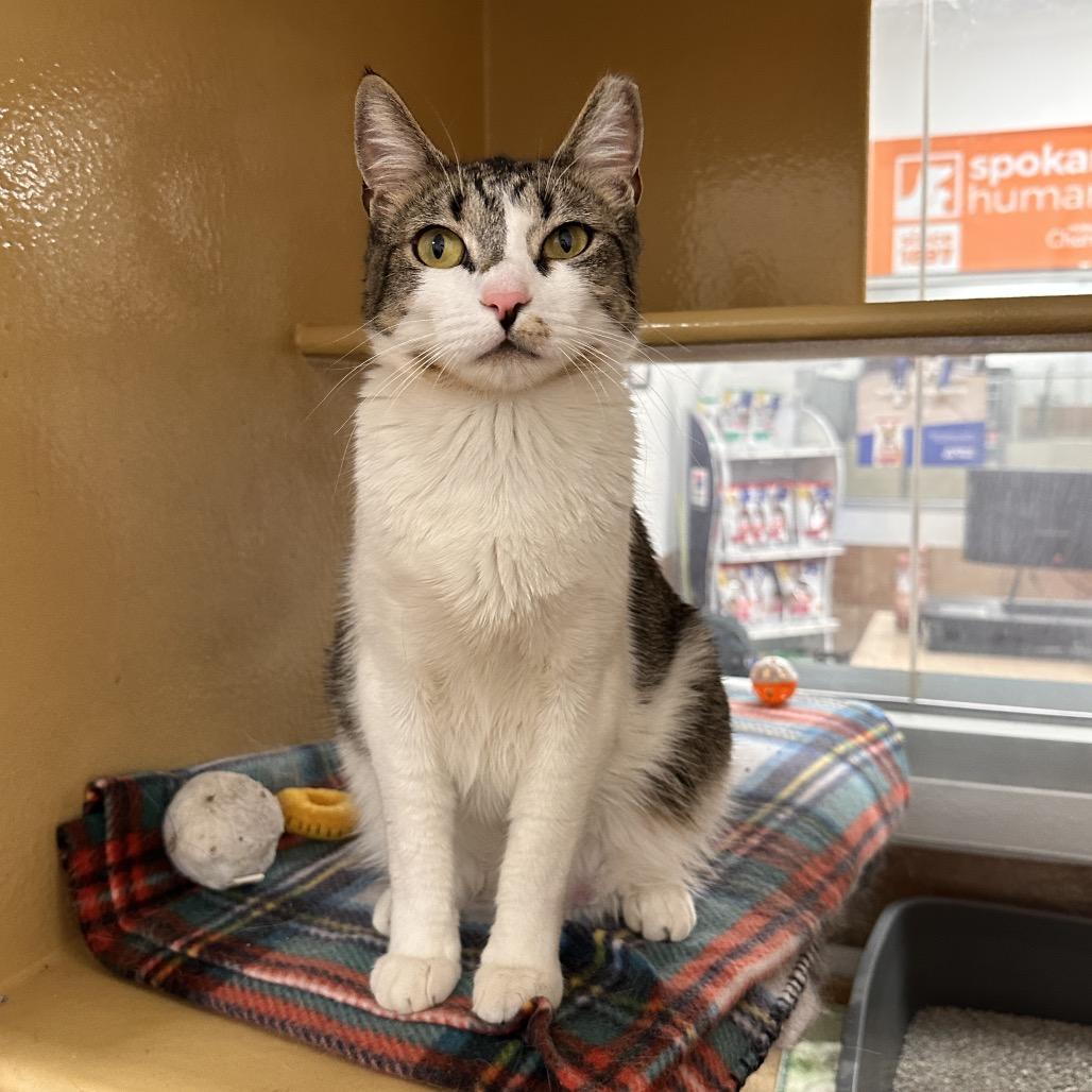 Enlarge Xena, a Adoptable Domestic Short Hair in Spokane, WA image 2/6