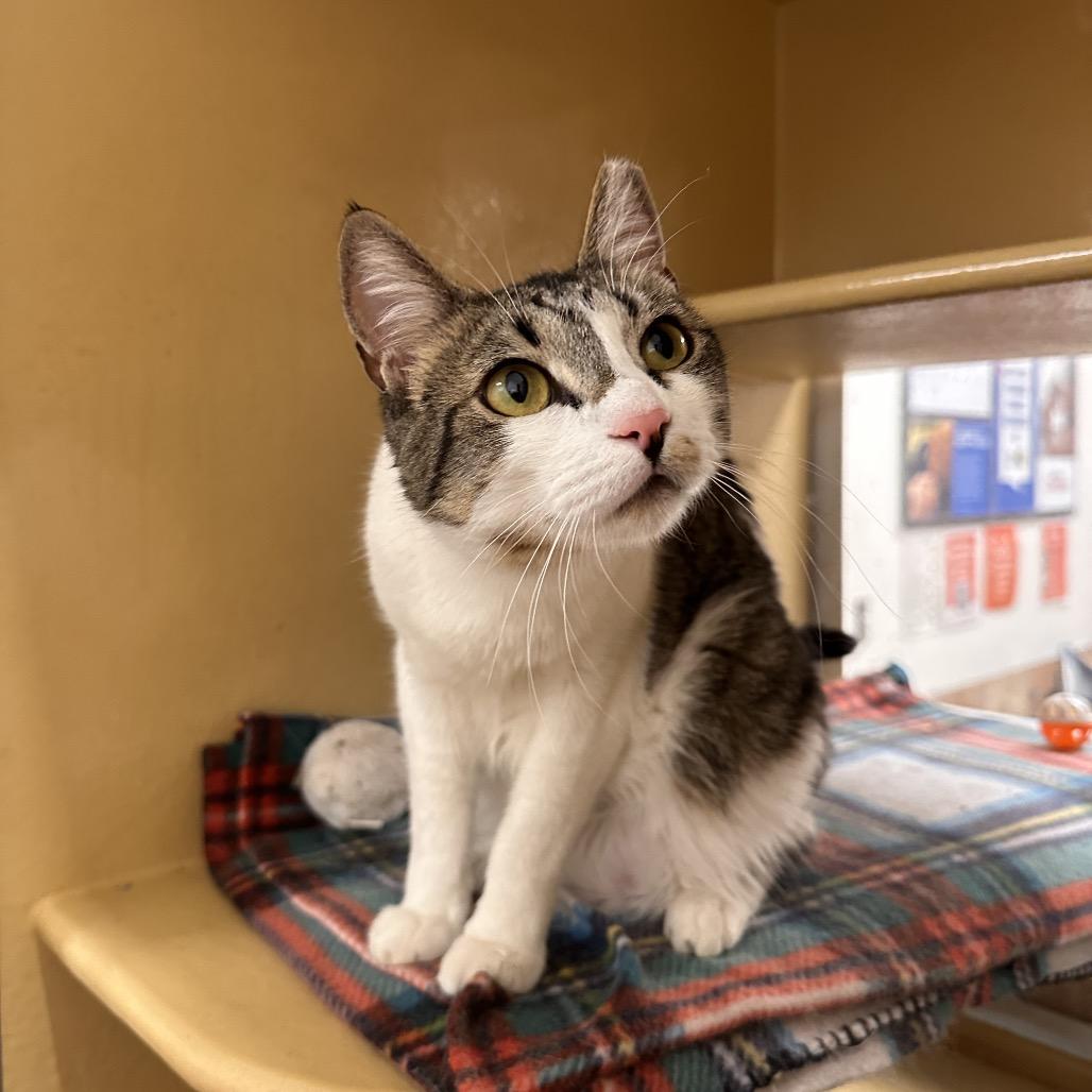 Enlarge Xena, a Adoptable Domestic Short Hair in Spokane, WA image 3/6