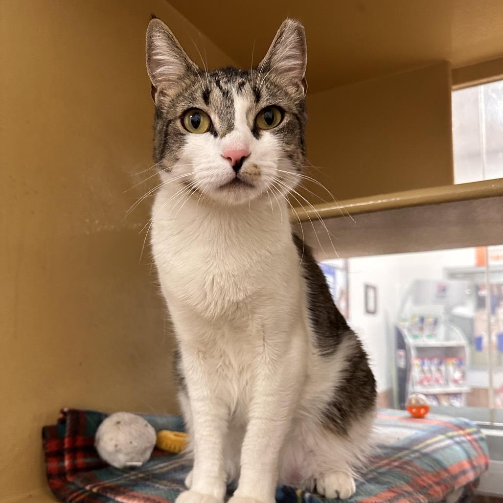 Enlarge Xena, a Adoptable Domestic Short Hair in Spokane, WA image 4/6