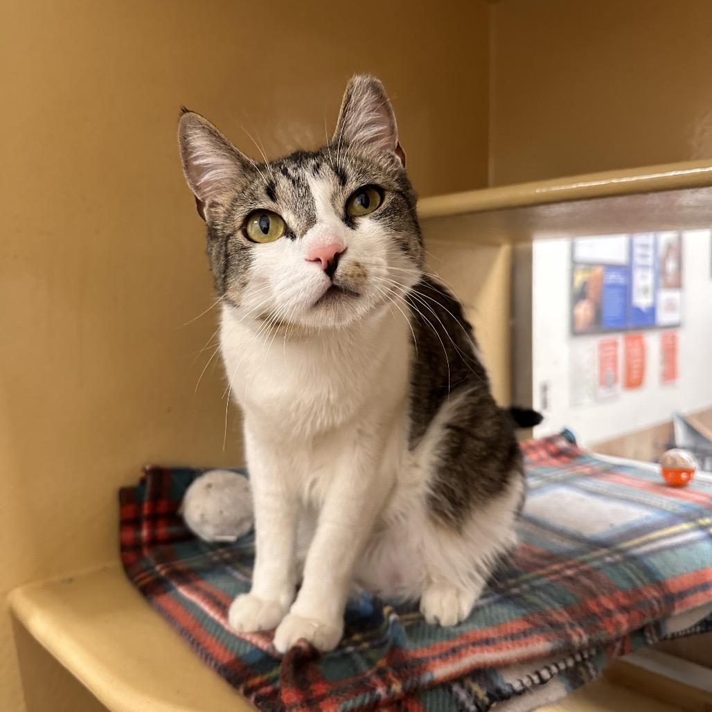 Enlarge Xena, a Adoptable Domestic Short Hair in Spokane, WA image 5/6