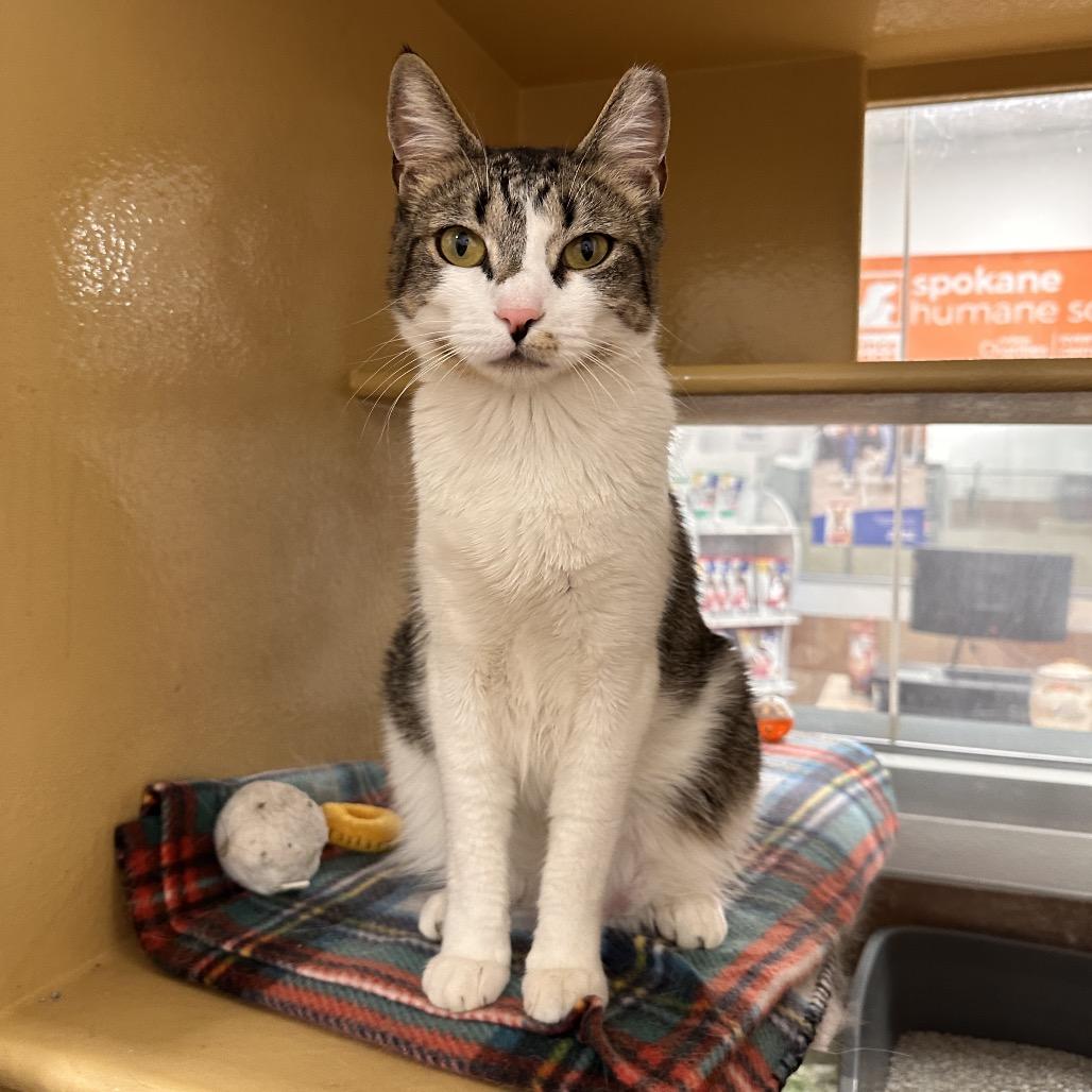 Enlarge Xena, a Adoptable Domestic Short Hair in Spokane, WA image 6/6