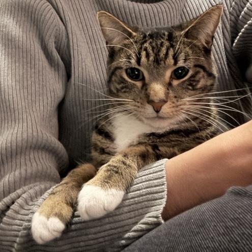 Vaughn (Davonte), a Adoptable Domestic Short Hair in Chicago, IL image 1/6