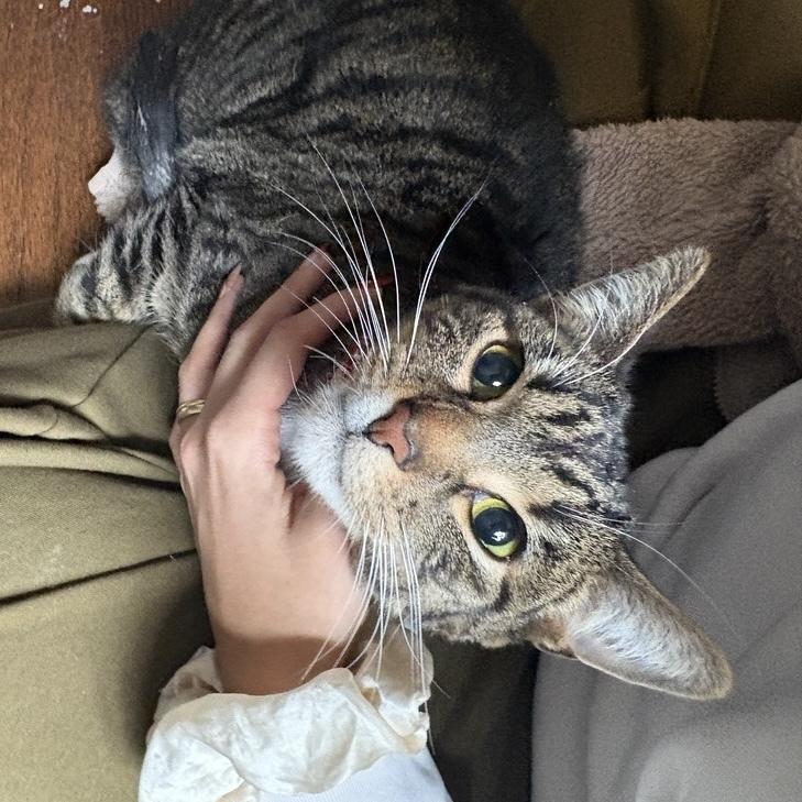 Vaughn (Davonte), a Adoptable Domestic Short Hair in Chicago, IL image 2/6