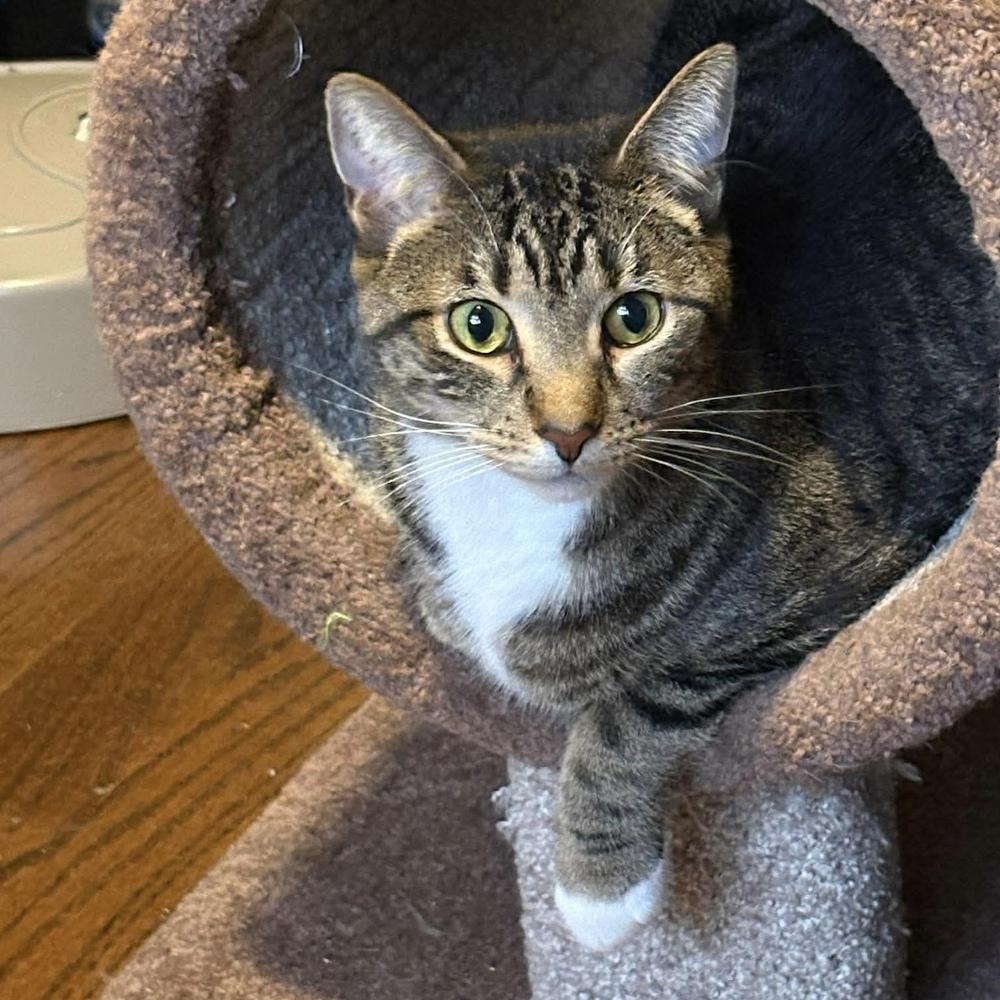 Vaughn (Davonte), a Adoptable Domestic Short Hair in Chicago, IL image 3/6