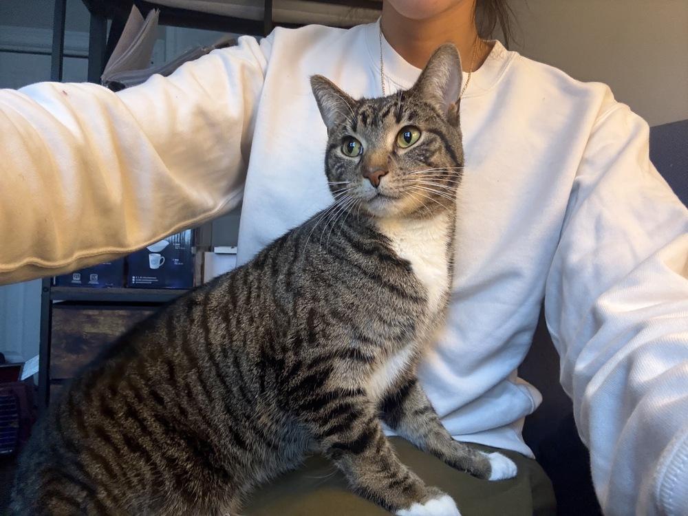 Vaughn (Davonte), a Adoptable Domestic Short Hair in Chicago, IL image 4/6