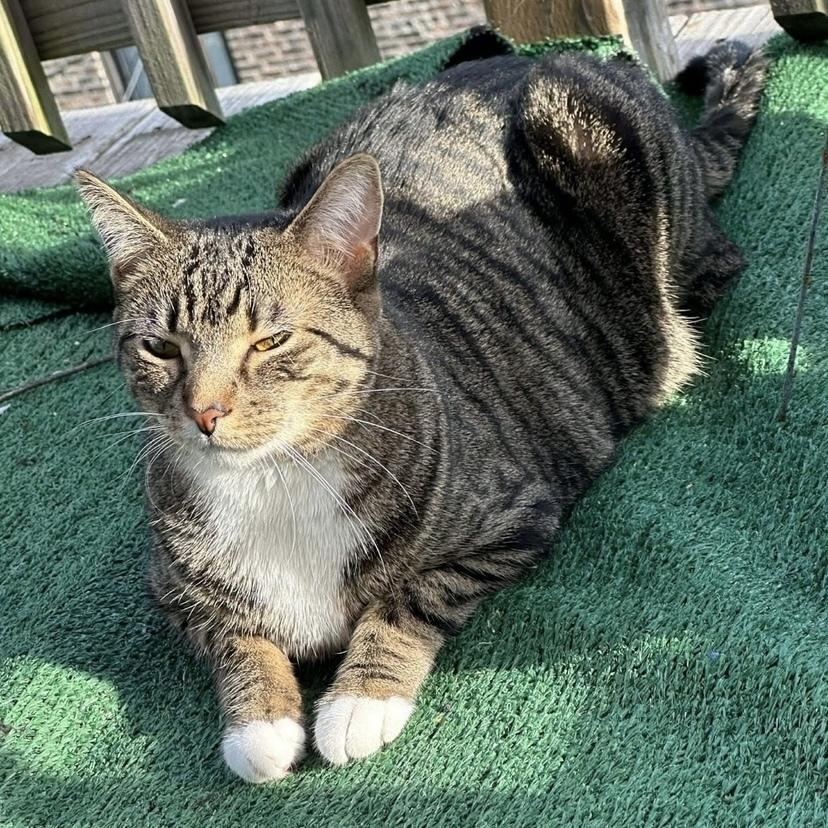 Vaughn (Davonte), a Adoptable Domestic Short Hair in Chicago, IL image 5/6