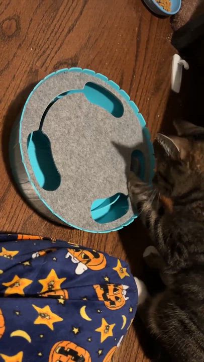 Enlarge Vaughn (Davonte), a Adoptable Domestic Short Hair in Chicago, IL video 6/6