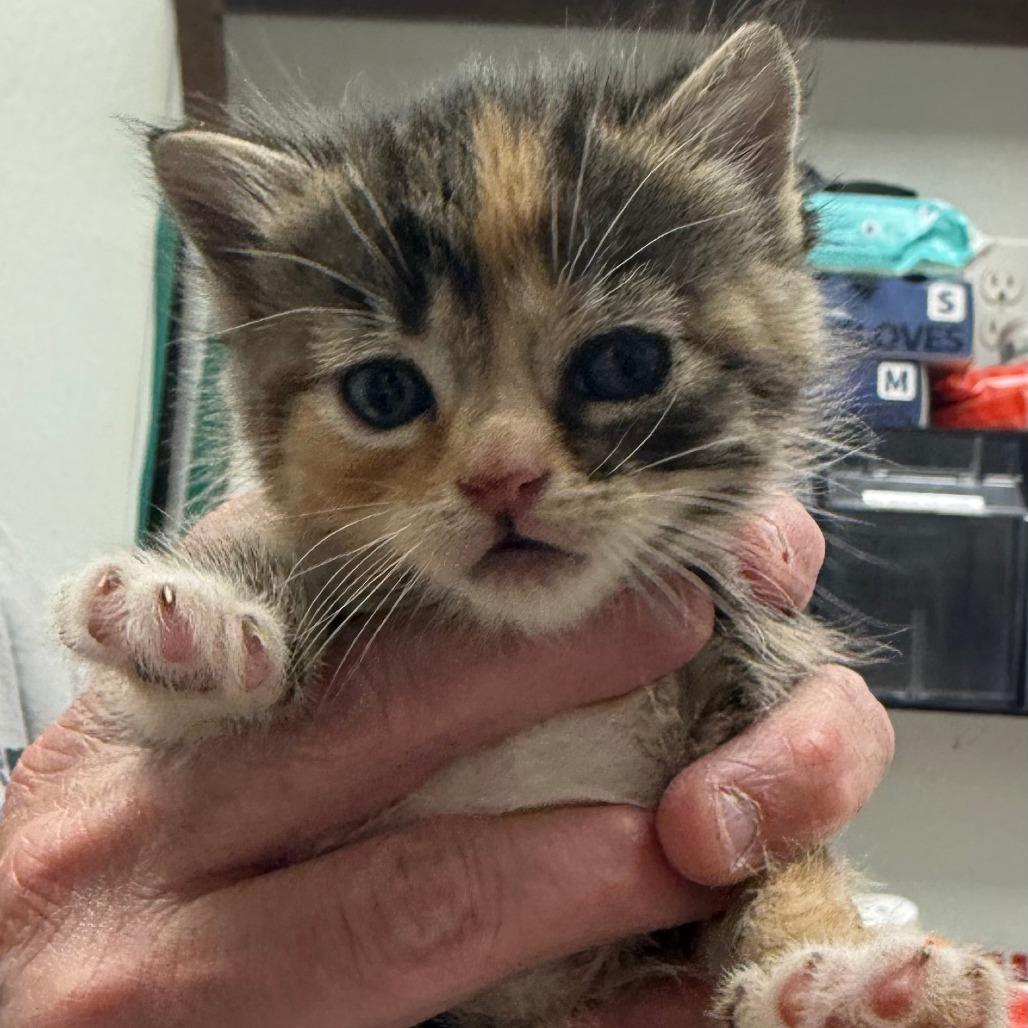 Dressing, Adoptable, Kitten Female Domestic Short Hair.