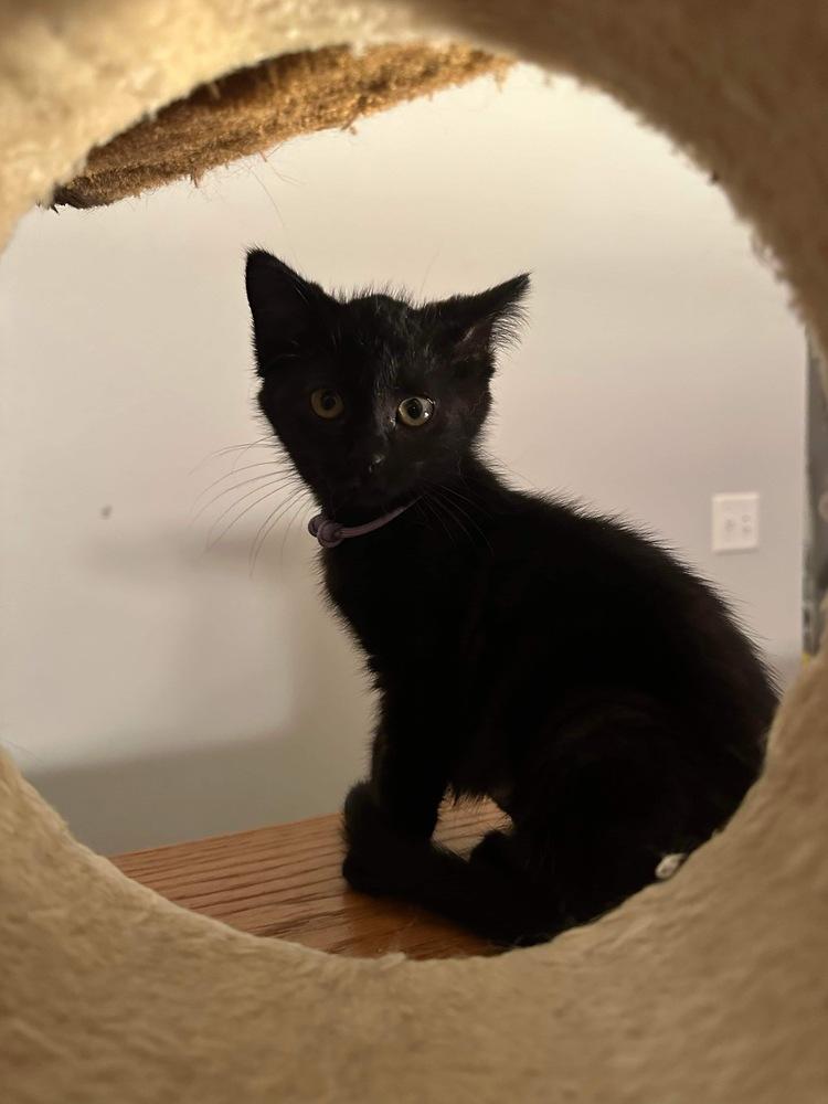 Enlarge Sarah, a Adoptable Domestic Short Hair in Albany, WI image 1/5