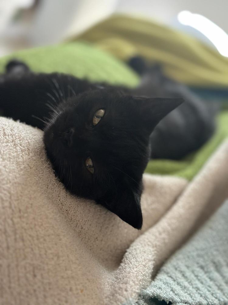 Enlarge Sarah, a Adoptable Domestic Short Hair in Albany, WI image 2/5