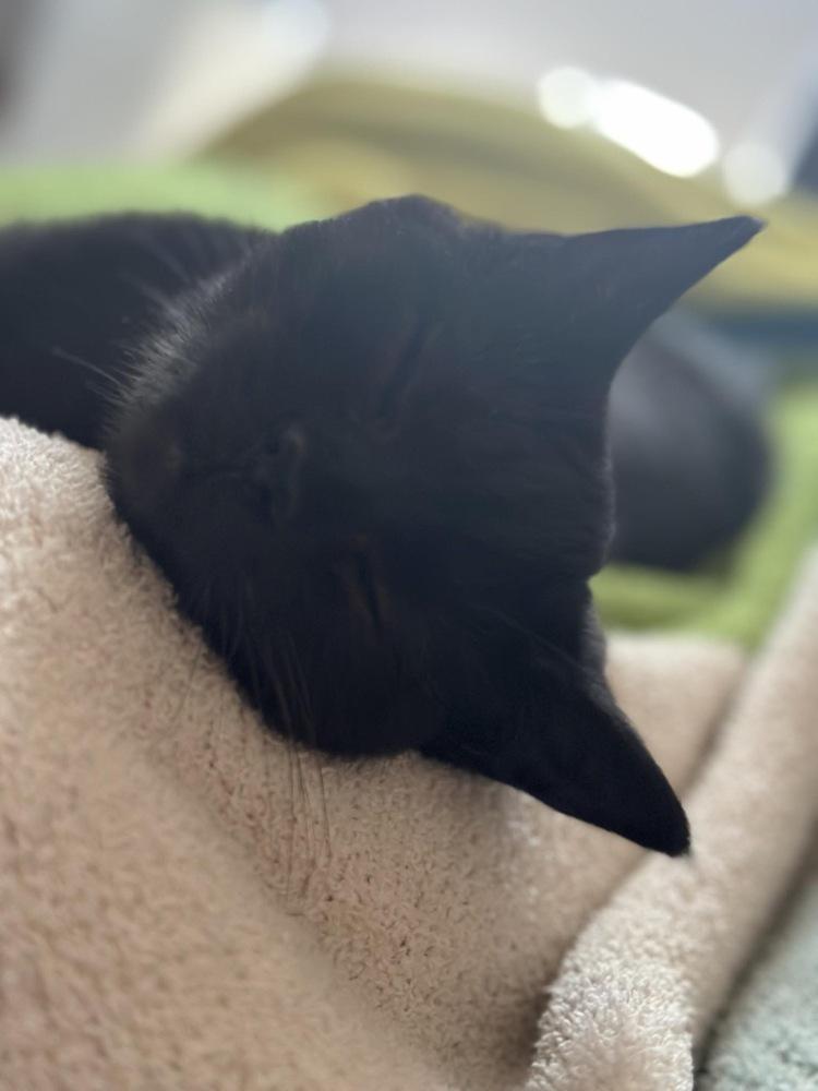 Enlarge Sarah, a Adoptable Domestic Short Hair in Albany, WI image 3/5