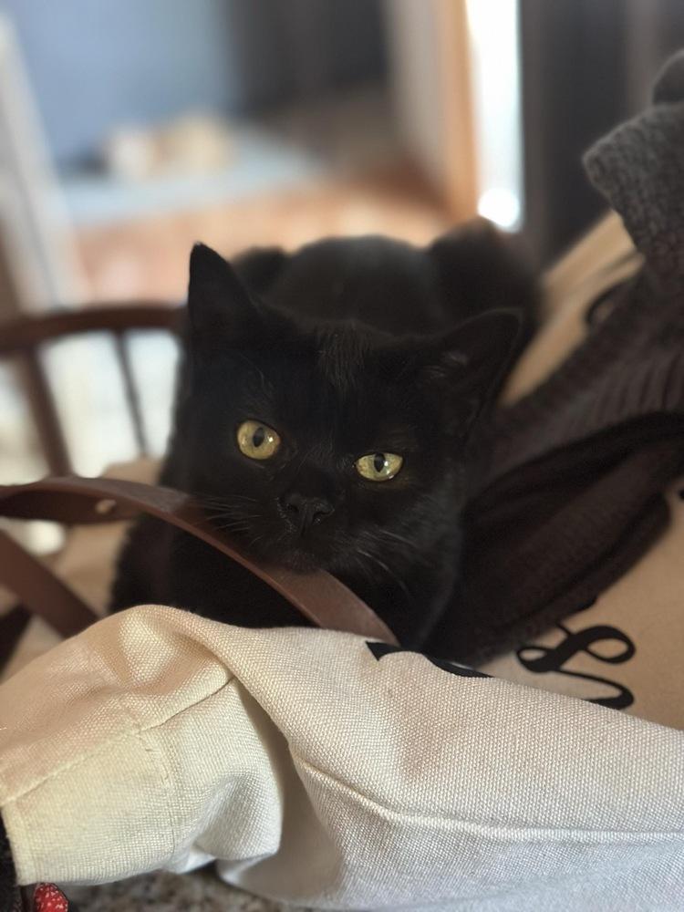 Enlarge Sarah, a Adoptable Domestic Short Hair in Albany, WI image 4/5