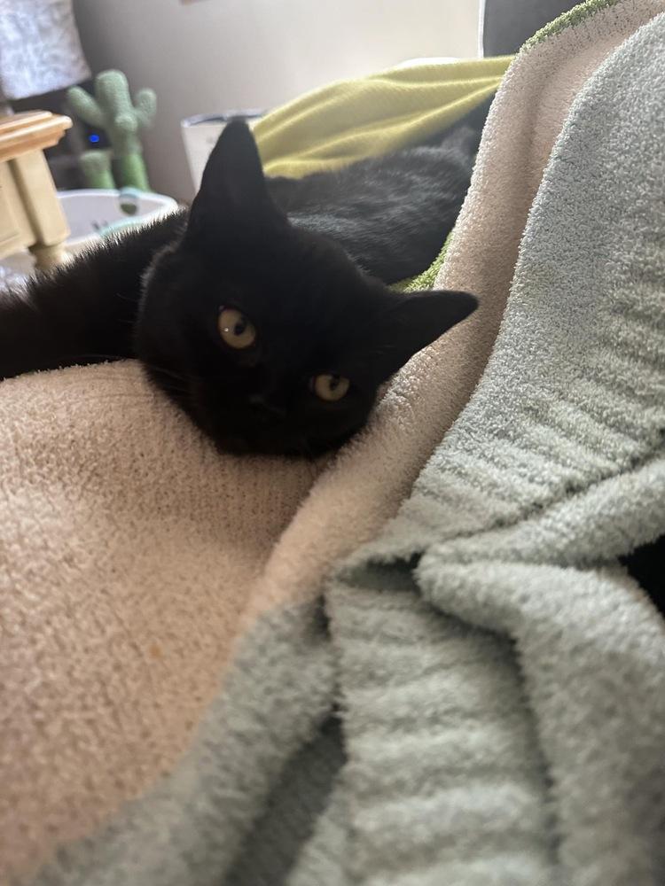 Enlarge Sarah, a Adoptable Domestic Short Hair in Albany, WI image 5/5