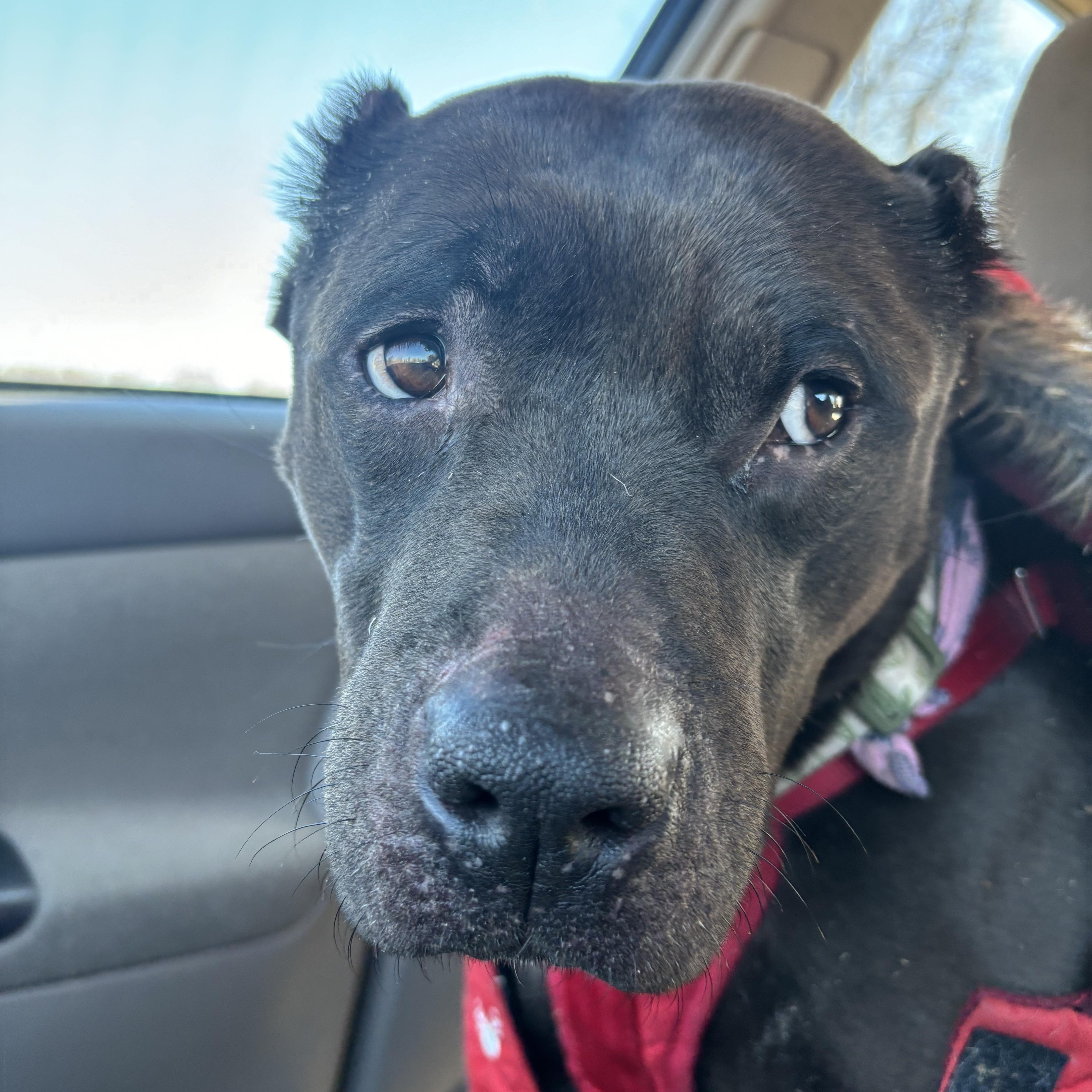 Saving Sherry: A Second thumbnail 4