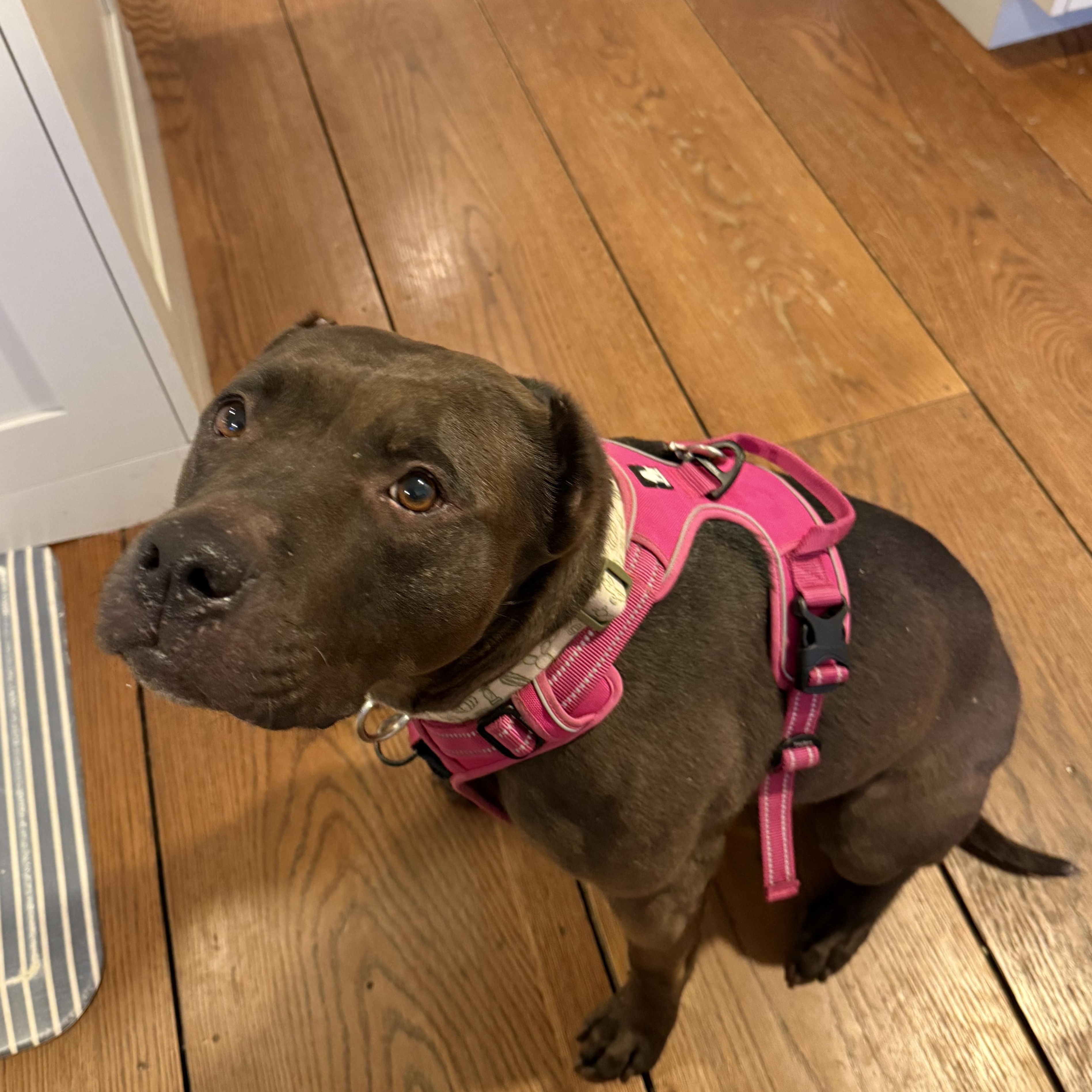 Saving Sherry: A Second thumbnail 6