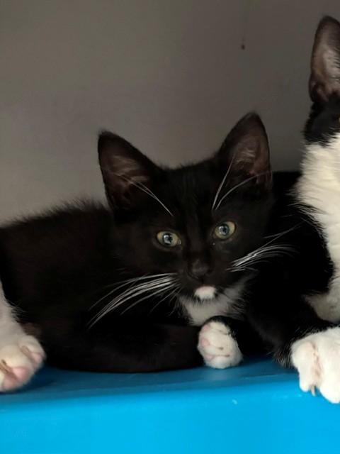 Enlarge MONTY, a Adoptable Domestic Short Hair in Leesburg, VA image 1/1