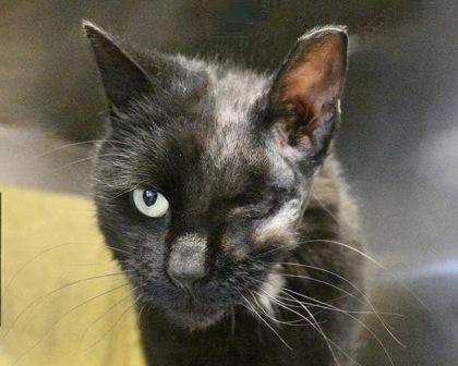 Enlarge Gaston, a Adoptable Domestic Short Hair in West Seneca, NY image 1/3