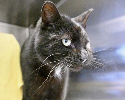 Enlarge Gaston, a Adoptable Domestic Short Hair in West Seneca, NY image 2/3