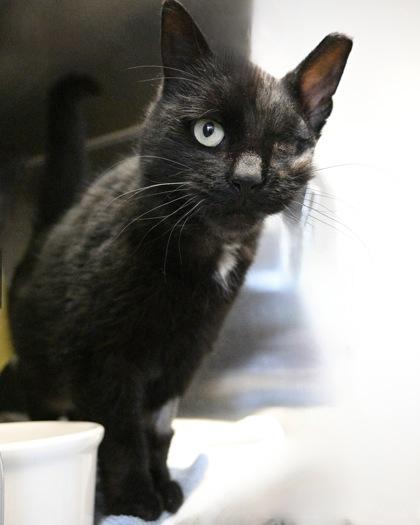 Enlarge Gaston, a Adoptable Domestic Short Hair in West Seneca, NY image 3/3