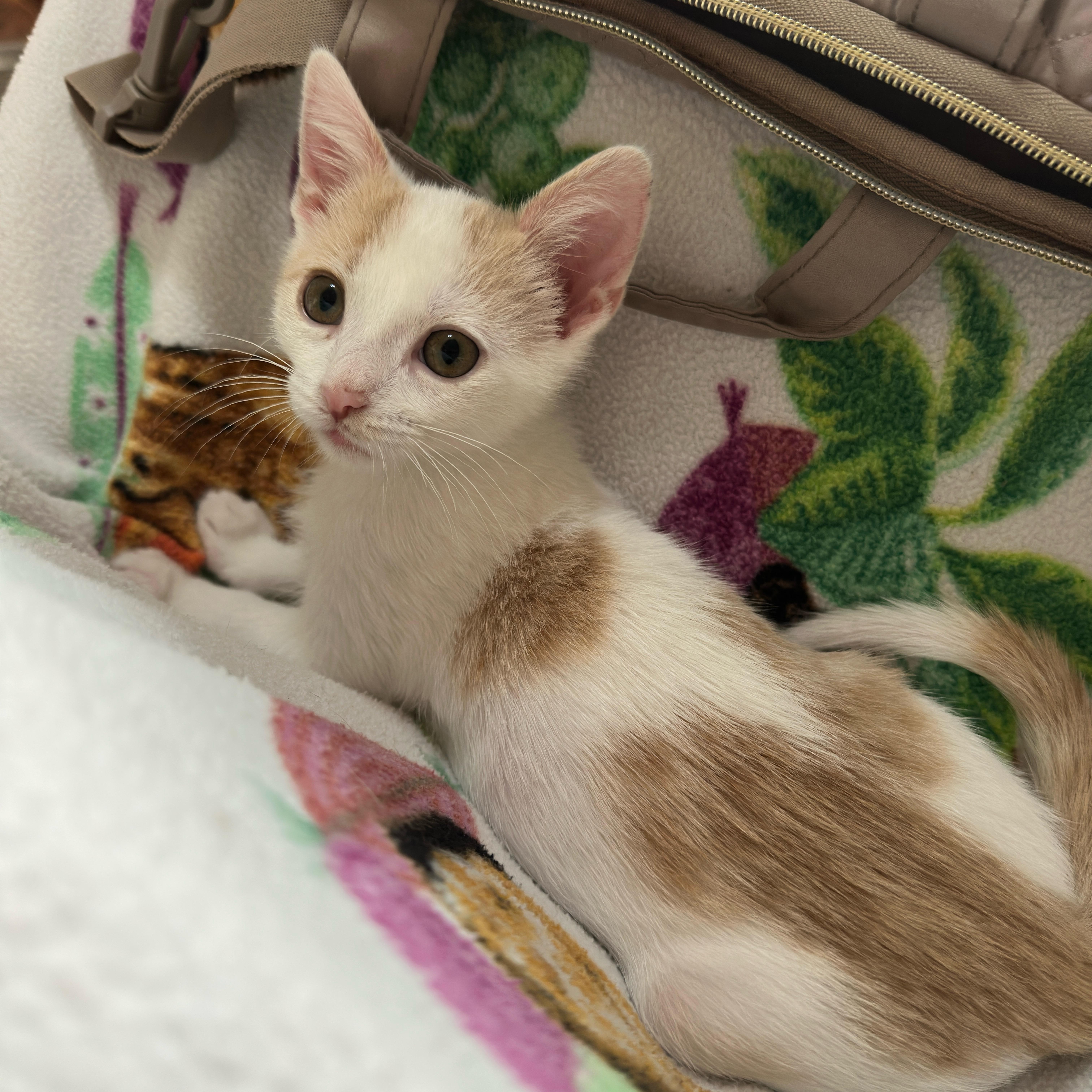 Enlarge Brook (& Moose), a Adoptable Domestic Short Hair in Minneapolis, MN image 4/6