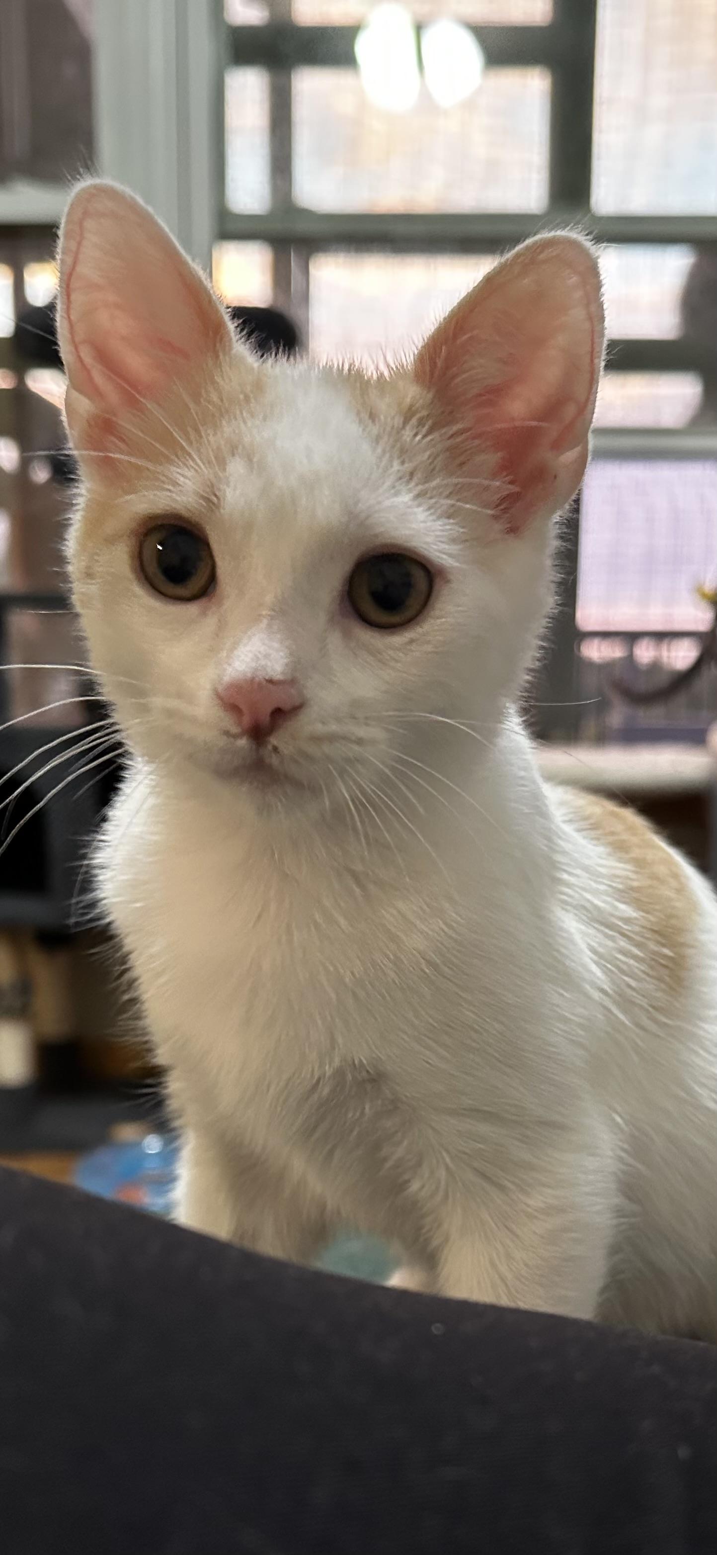 Enlarge Brook (& Moose), a Adoptable Domestic Short Hair in Minneapolis, MN image 1/6