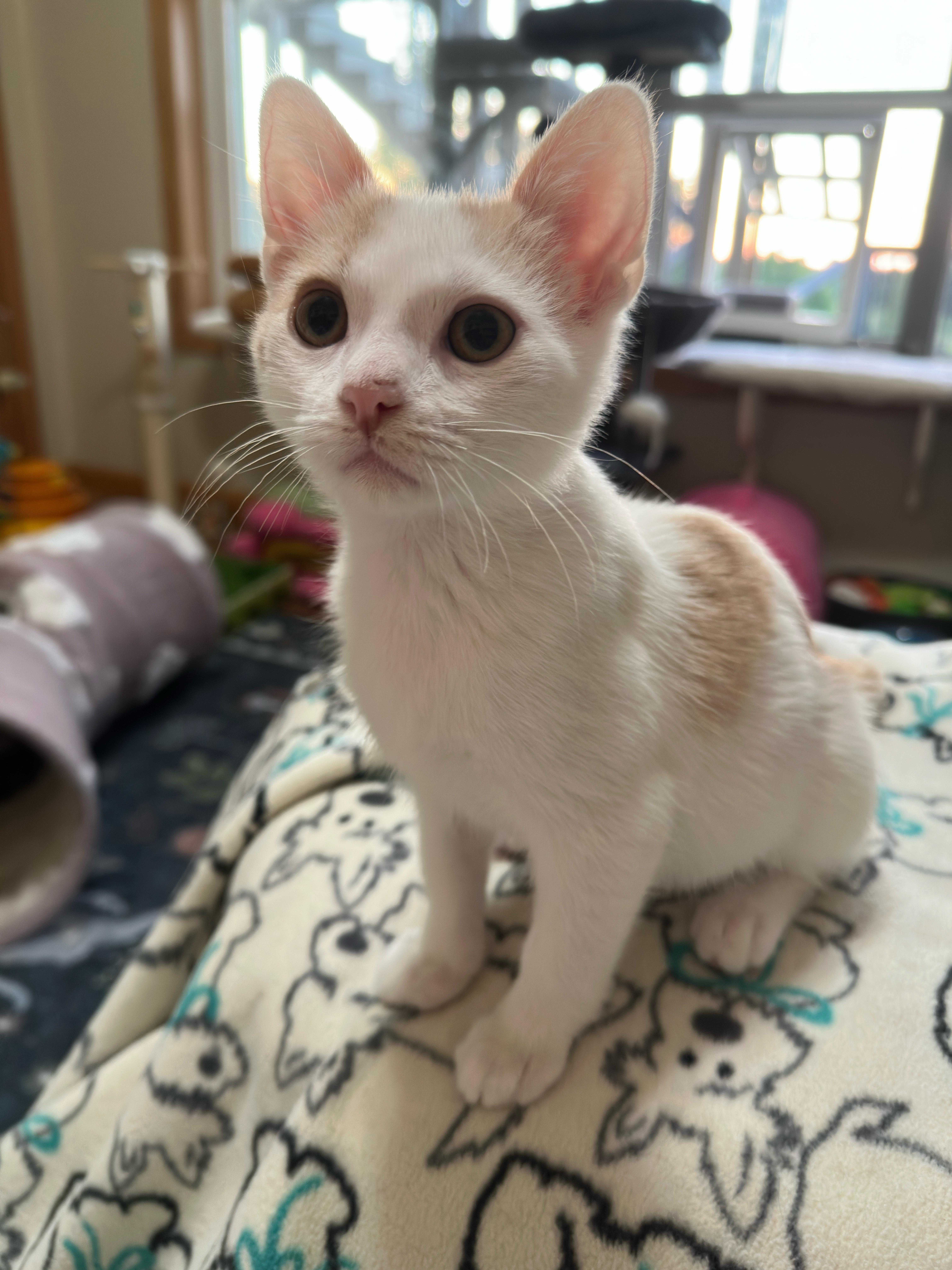 Enlarge Brook (& Moose), a Adoptable Domestic Short Hair in Minneapolis, MN image 6/6