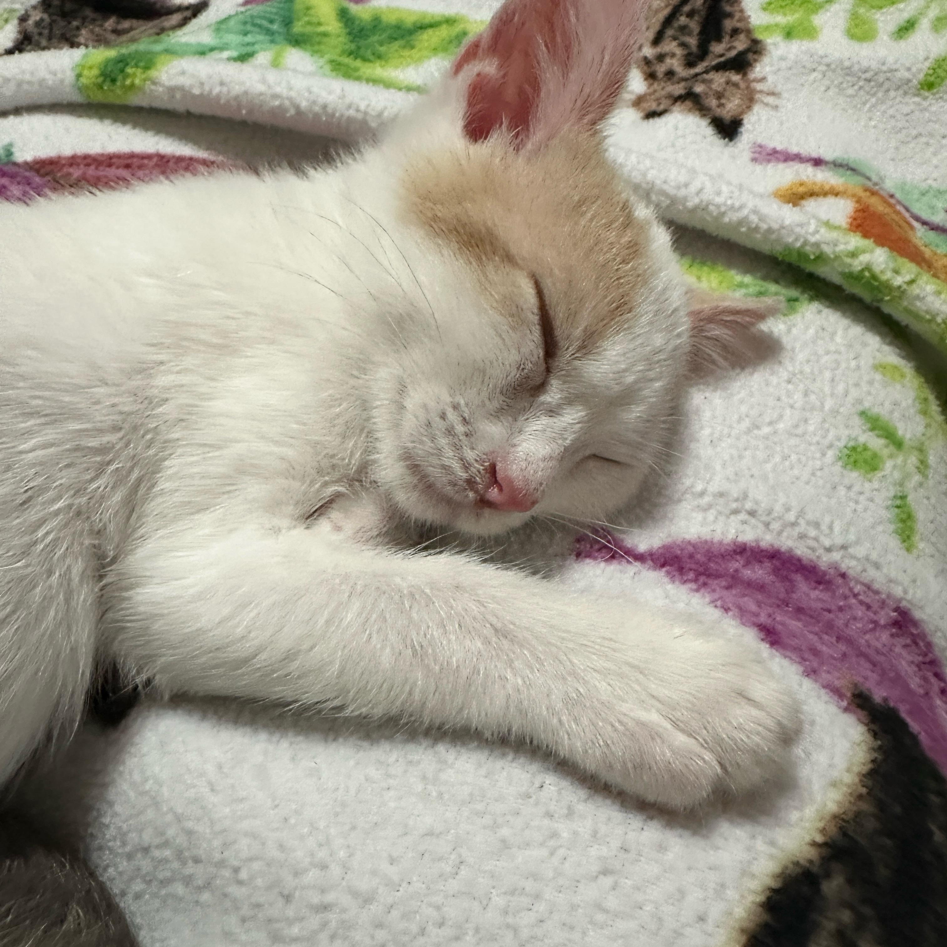 Enlarge Brook (& Moose), a Adoptable Domestic Short Hair in Minneapolis, MN image 5/6