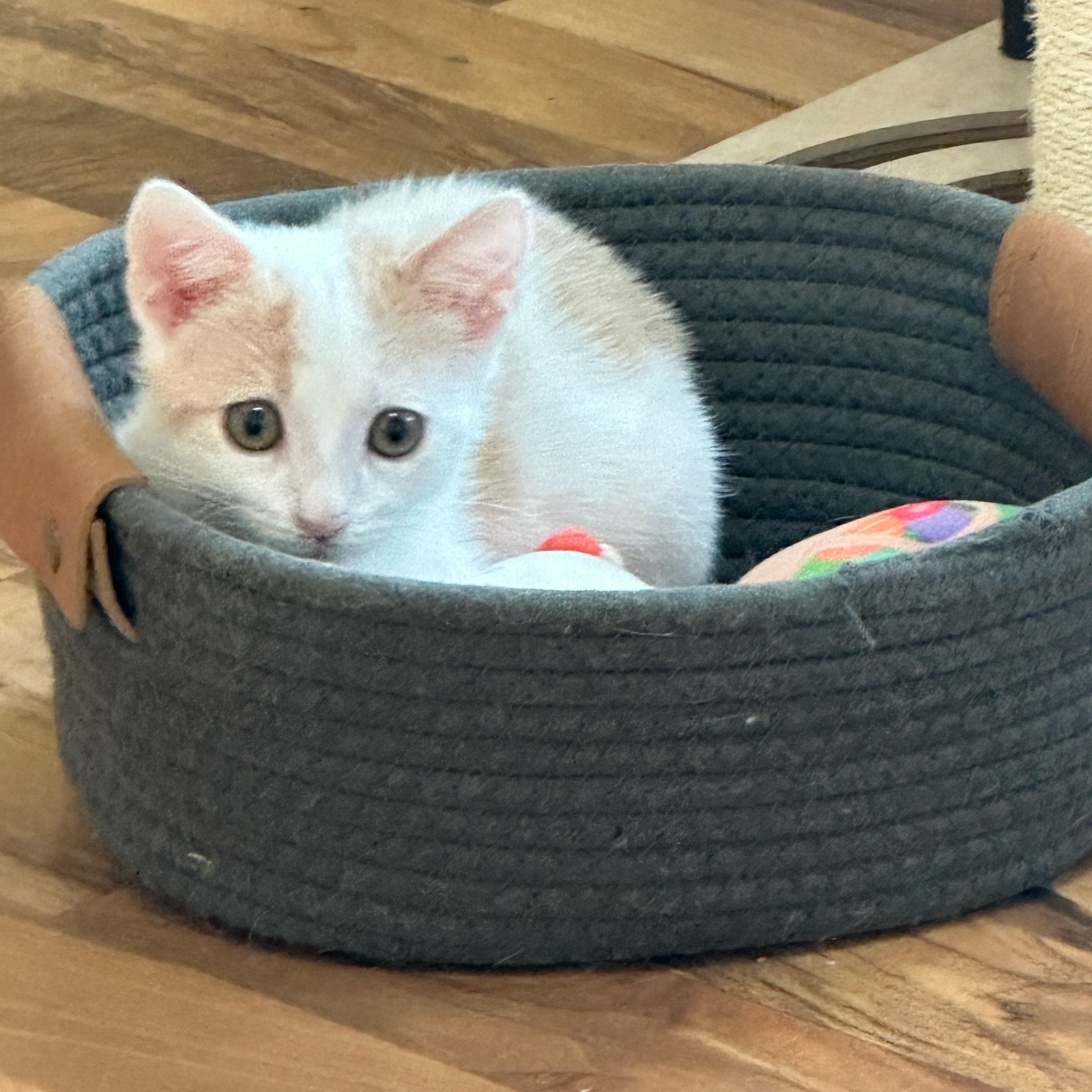 Enlarge Brook (& Moose), a Adoptable Domestic Short Hair in Minneapolis, MN image 2/6