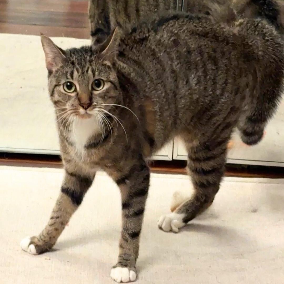 Enlarge Bones, a ADOPTABLE Domestic Short Hair in New york, NY image 1/4